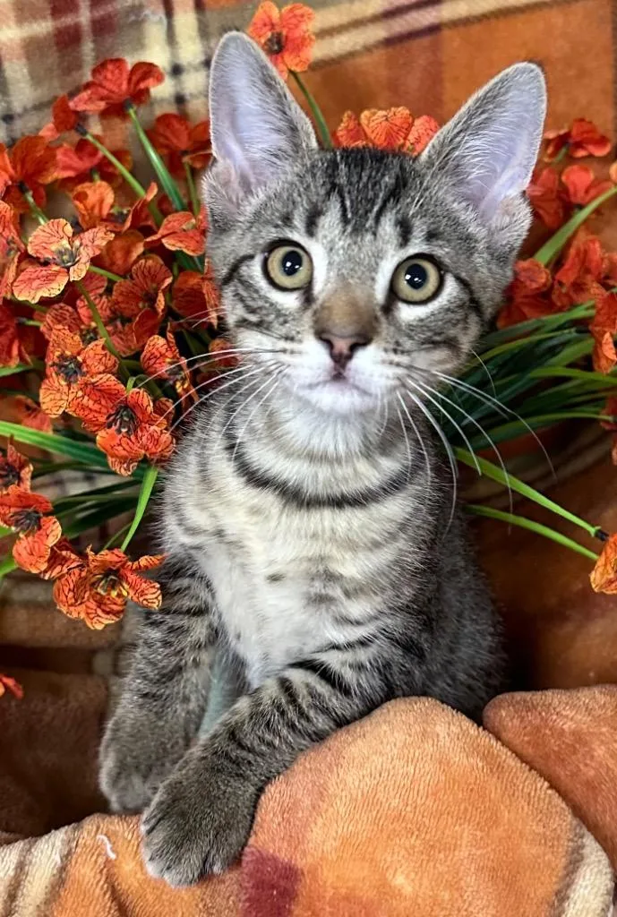 A baby small-sized male Domestic Short Hair cat named Smoke for adoption in Stillwater, OK