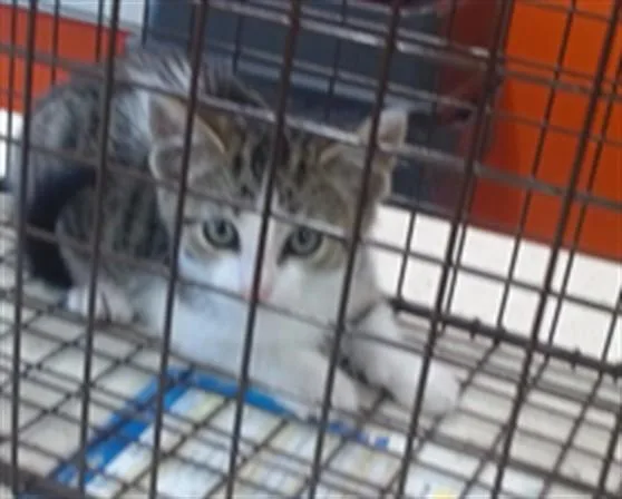 A baby small-sized male Domestic Short Hair cat named Ignatius for adoption in Louisville, KY
