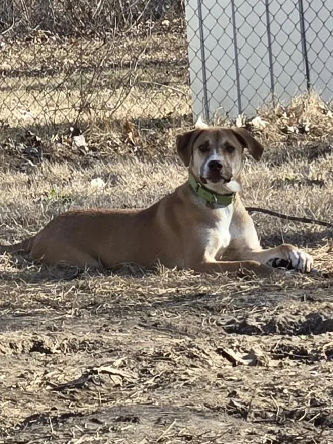 A young large-sized male Beagle dog named Albert for adoption in Florissant, MO