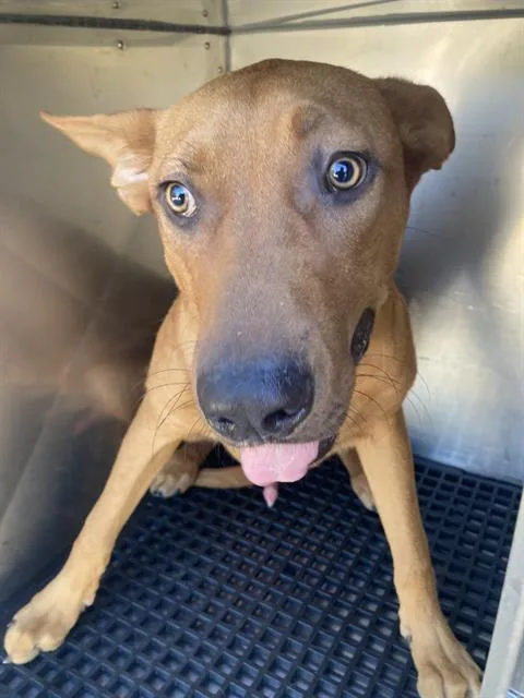 A young large-sized male Mixed Breed dog named Tommy for adoption in Dallas, TX