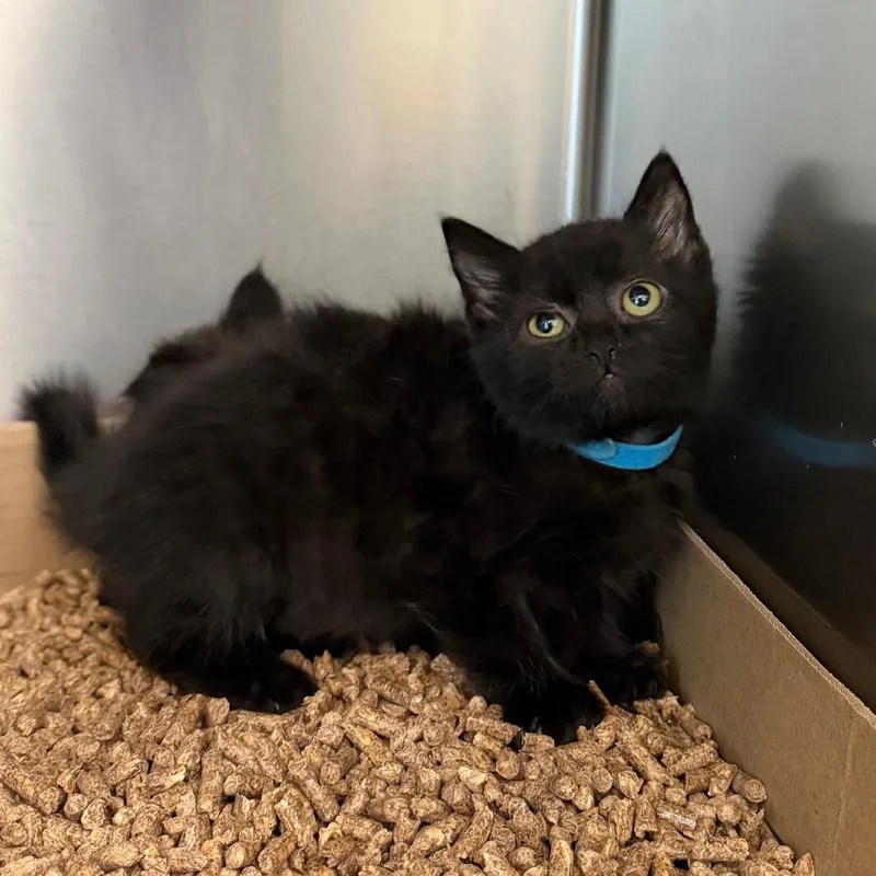 A baby small-sized female Black Domestic Medium Hair cat named Anne for adoption in Marshall, VA