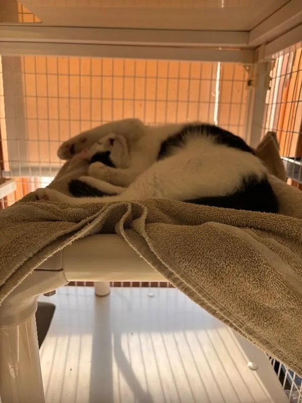 A young medium-sized male Domestic Short Hair cat named Harvey for adoption in Cortland, NY