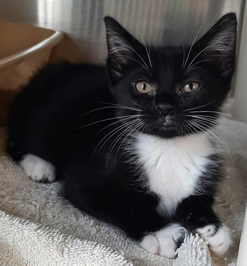 A baby medium-sized female Black & White / Tuxedo Domestic Short Hair cat named Grimm for adoption in Georgetown, OH