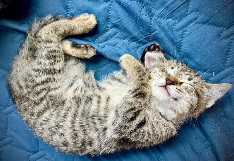 A baby large-sized male Tabby (Leopard / Spotted) Domestic Short Hair cat named Ringo for adoption in Santa Ana, CA
