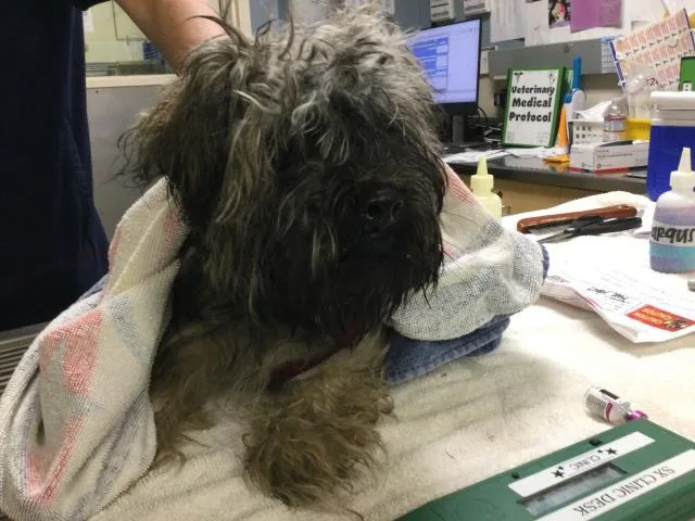 A young small-sized male Terrier dog named Jack for adoption in Riverside, CA