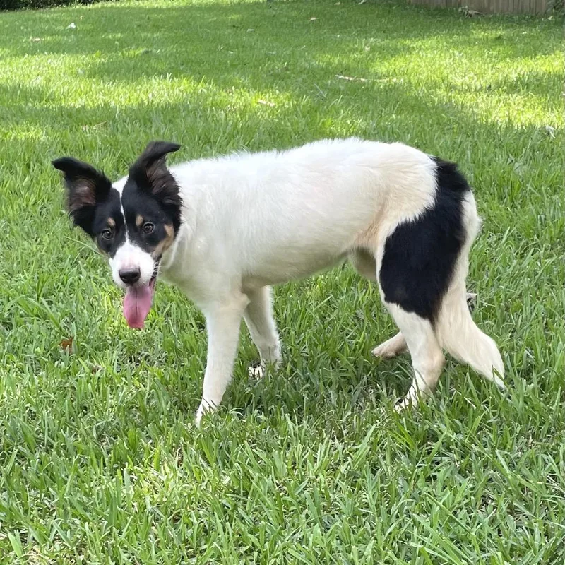 Rosie AKA Kiwi