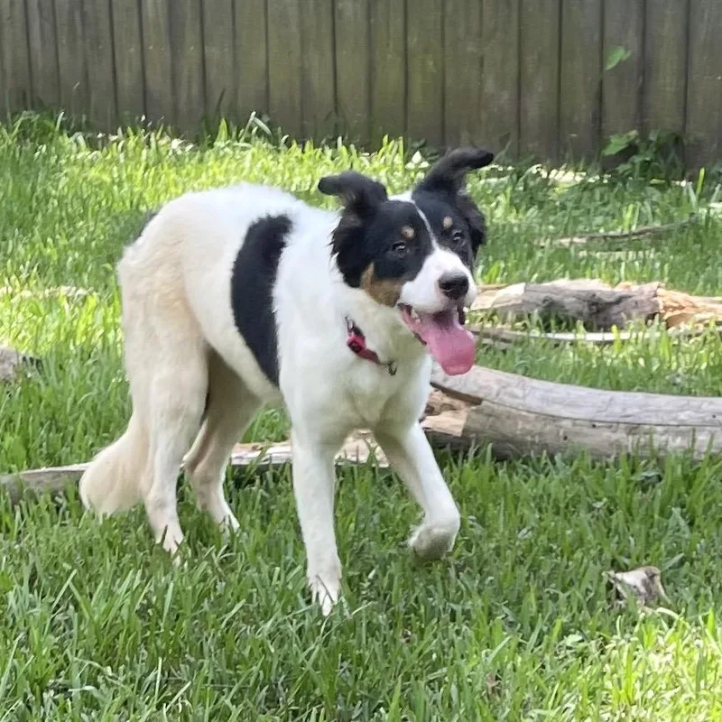 Rosie AKA Kiwi thumbnail 2