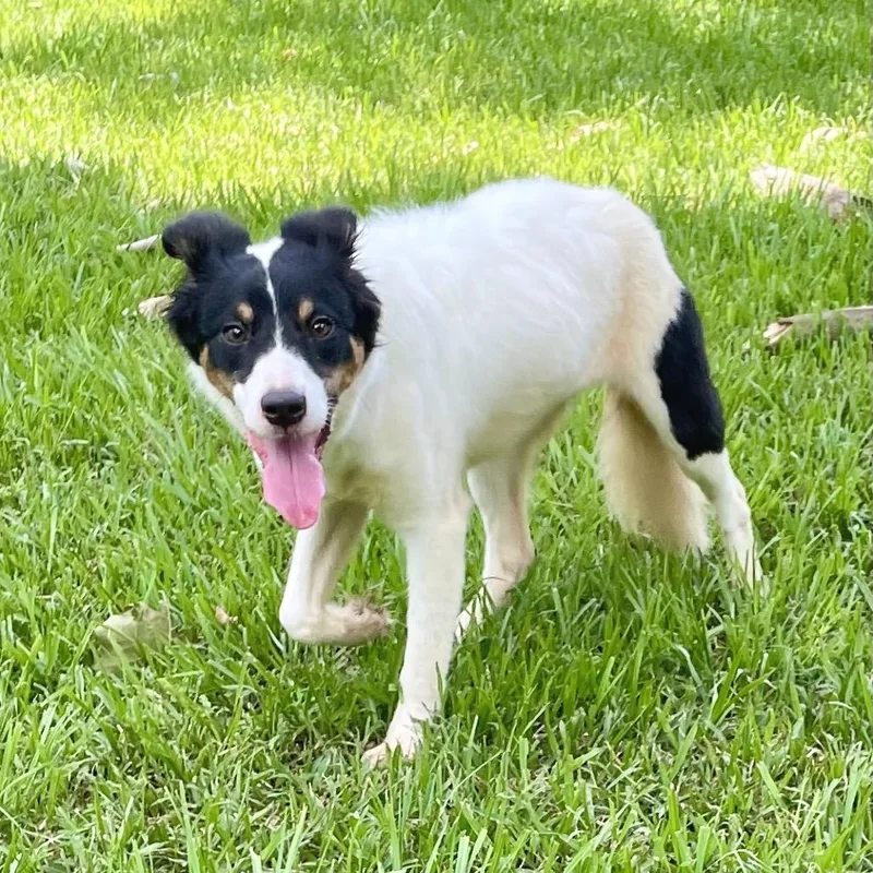 Rosie AKA Kiwi thumbnail 3