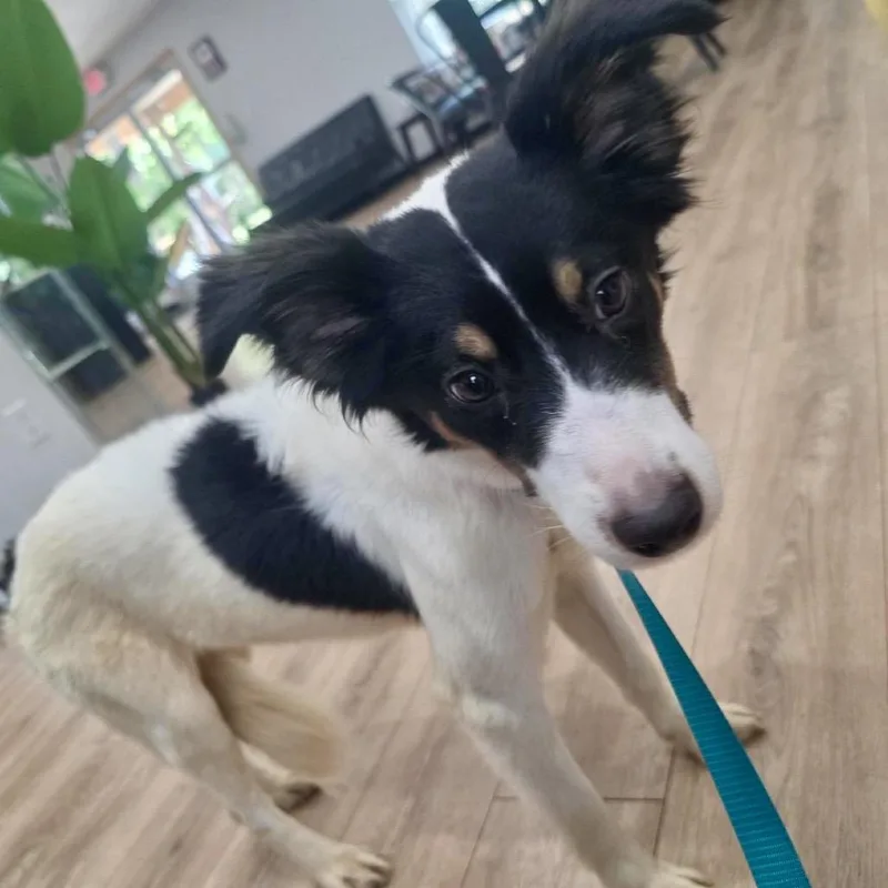 Rosie AKA Kiwi thumbnail 4