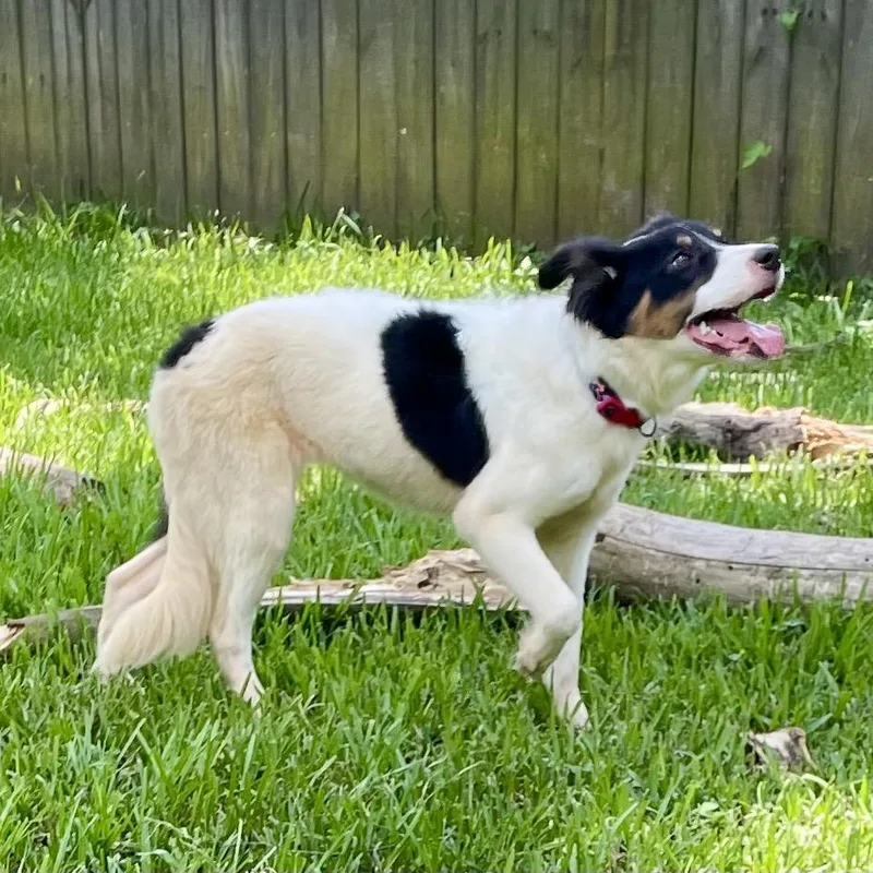 Rosie AKA Kiwi thumbnail 6