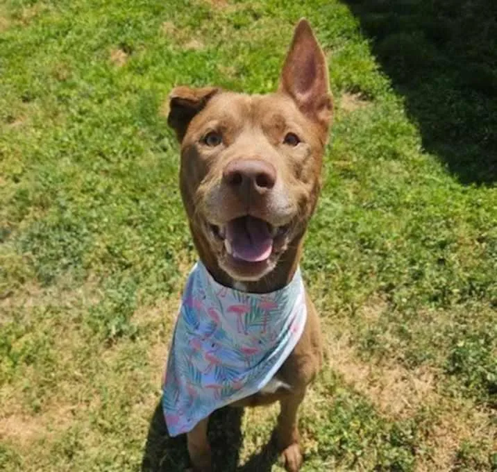 An adult medium-sized male Red / Chestnut / Orange Shepherd dog named Cruz for adoption in Tigard, OR