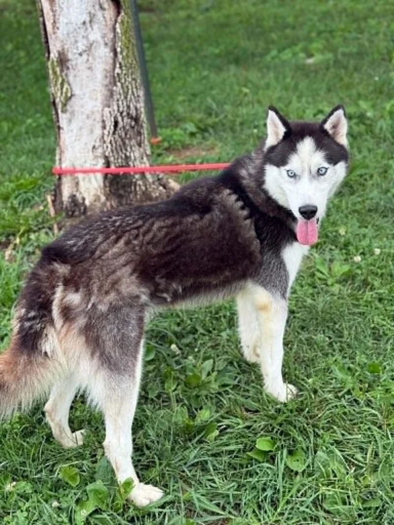 An adult large-sized male Gray / Blue / Silver Husky dog named Frosty for adoption in Springfield, IL