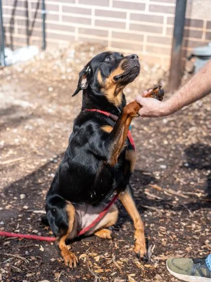 An adult large-sized female Mixed Breed dog named Vanilla Pea for adoption in Chamblee, GA