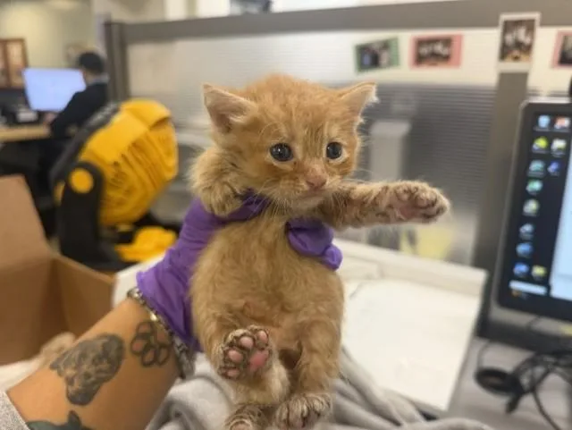 A baby small-sized male Domestic Short Hair cat named Mack for adoption in Miami, FL