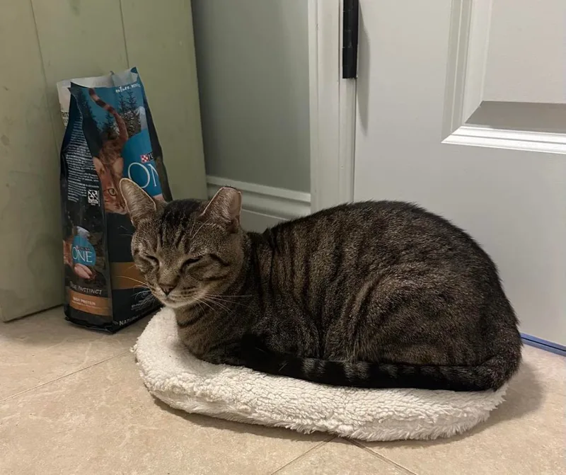 Lioneland Linus thumbnail 3