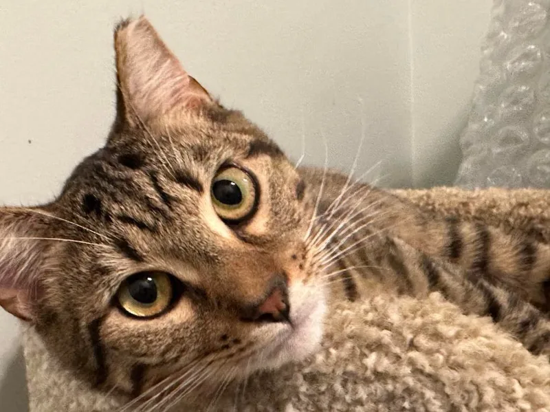 Lioneland Linus thumbnail 4