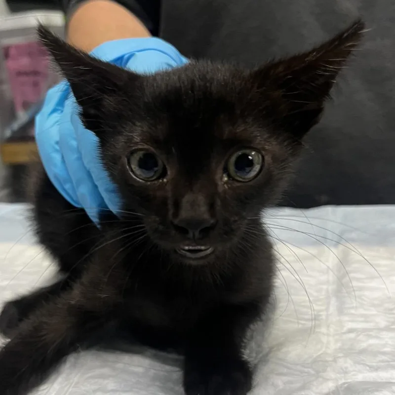 A baby small-sized male Black Domestic Short Hair cat named Park for adoption in Summerville, SC