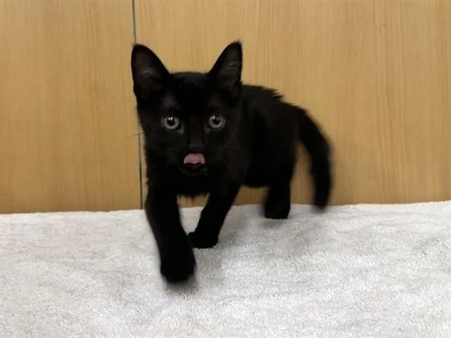 A baby small-sized male Domestic Short Hair cat named Elwood for adoption in Saint Louis, MO