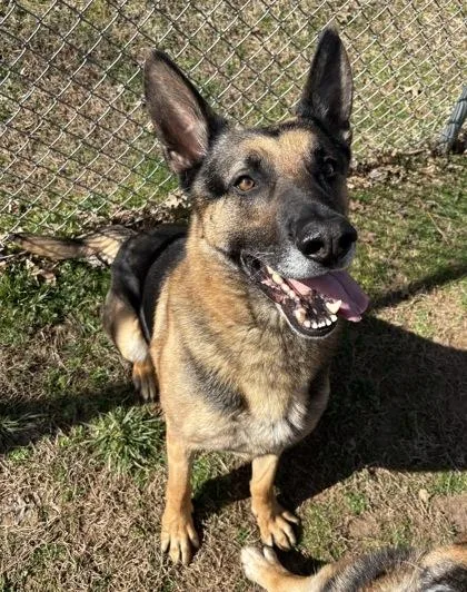 An adult large-sized male German Shepherd Dog dog named Chico for adoption in Cumming, GA