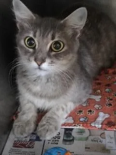 A senior small-sized female Domestic Long Hair cat named Chloetootsie Roll for adoption in St. Augustine, FL