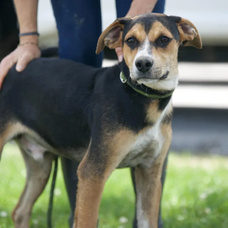 A young medium-sized male Black Mixed Breed dog named Benji for adoption in Mount Sterling, KY