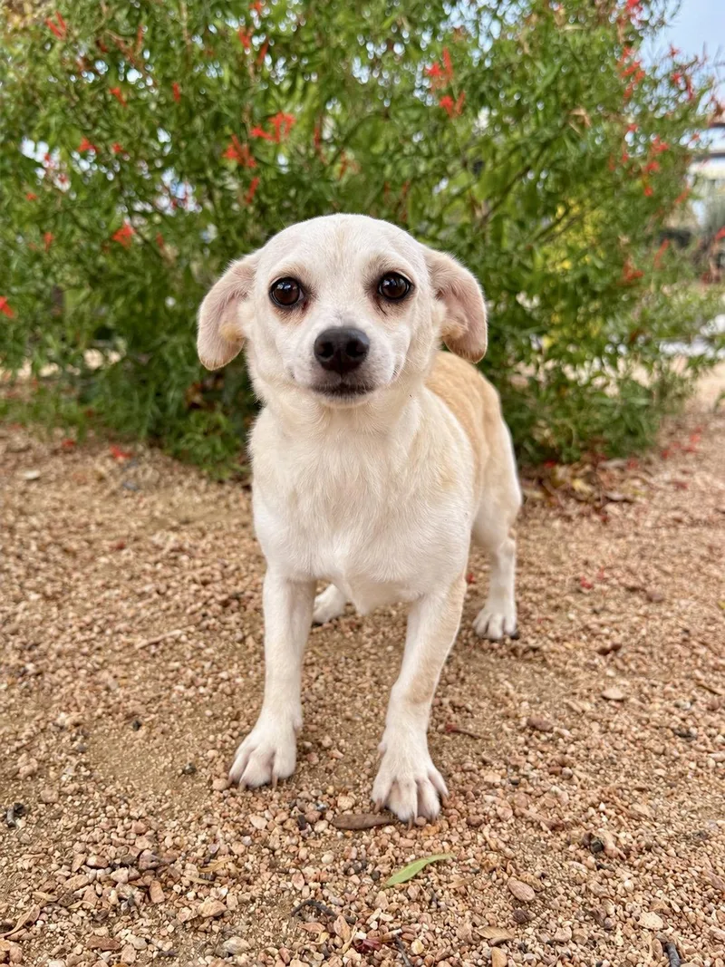 A young small-sized female Chihuahua dog named Matilda for adoption in Helotes, TX