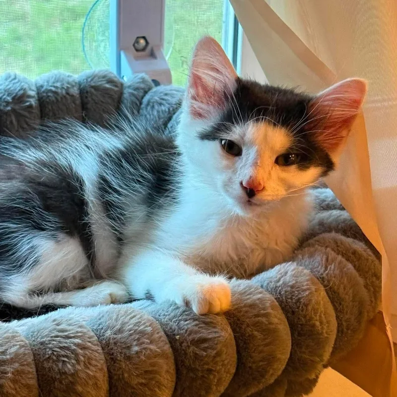 A baby medium-sized male Black & White / Tuxedo Manx cat named Shang for adoption in Fort Oglethorpe, GA