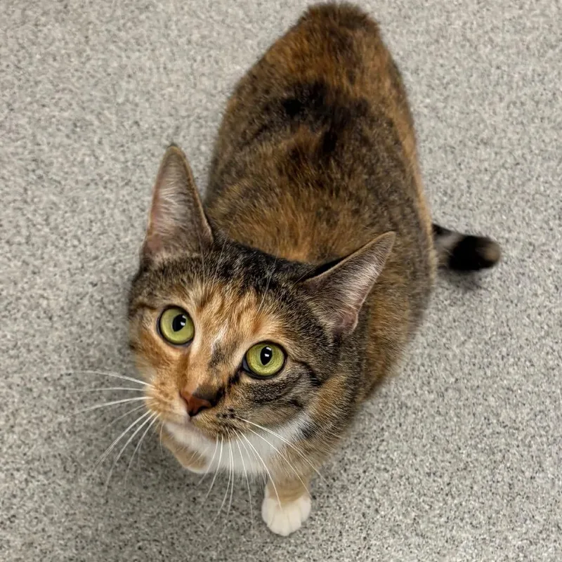 A young medium-sized female Torbie Domestic Short Hair cat named Marble for adoption in Naperville, IL