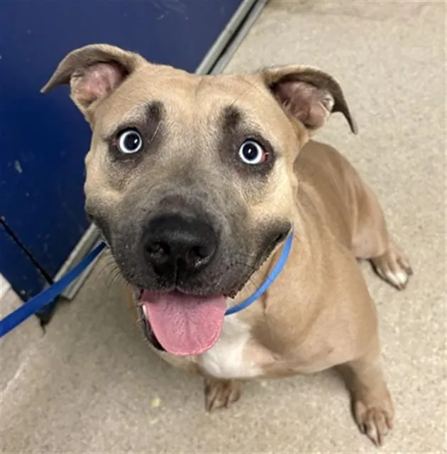 A young medium-sized female Pit Bull Terrier dog named Tina for adoption in Bakersfield, CA