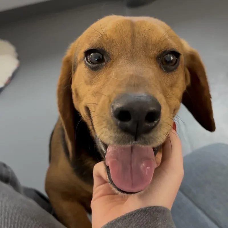 An adult medium-sized male Beagle dog named Elias for adoption in Roanoke, VA