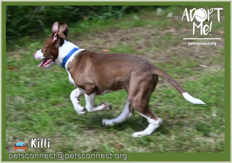 A baby medium-sized male Brown / Chocolate Labrador Retriever dog named Killi for adoption in South Bend, IN