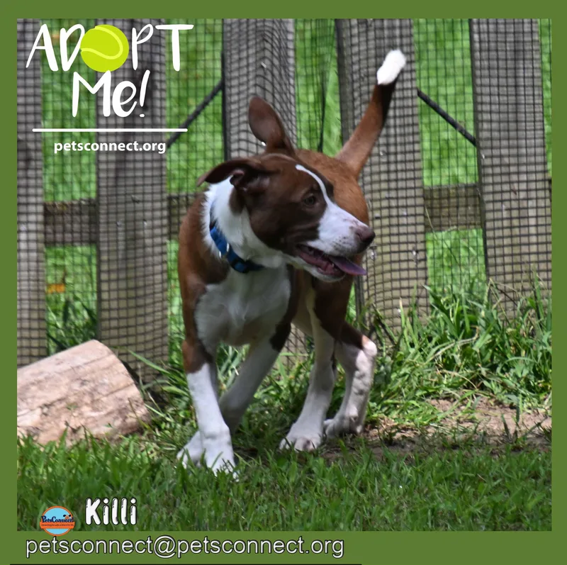 Killi thumbnail 2