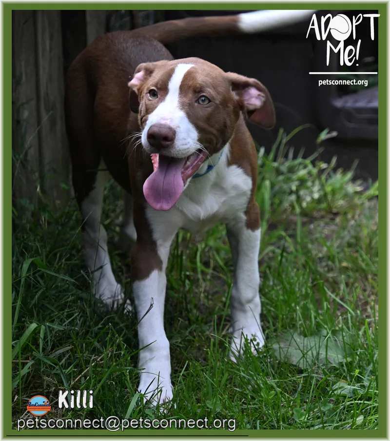 Killi thumbnail 6