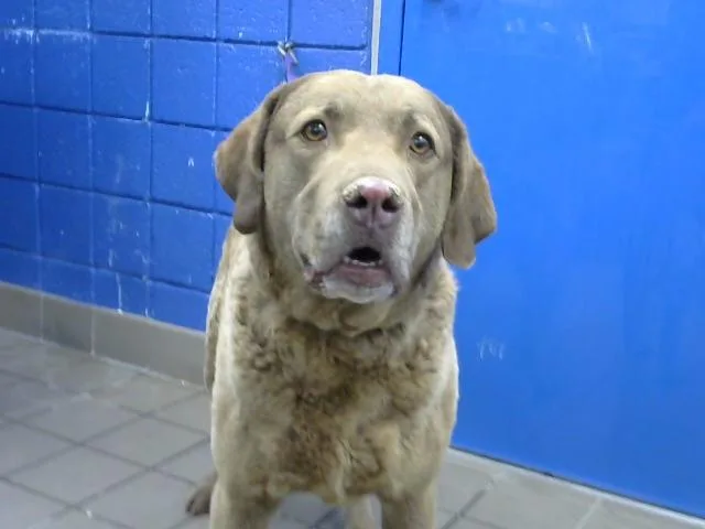 An adult medium-sized male Chesapeake Bay Retriever dog named Polo for adoption in Albuquerque, NM