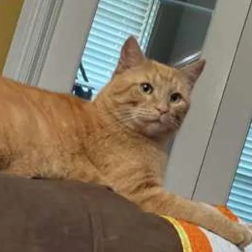 An adult medium-sized male Tabby (Orange / Red) Tabby cat named Archie for adoption in Warr Acres, OK
