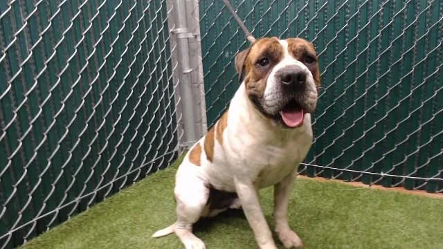 An adult medium-sized male American Staffordshire Terrier dog named Manotas for adoption in Downey, CA