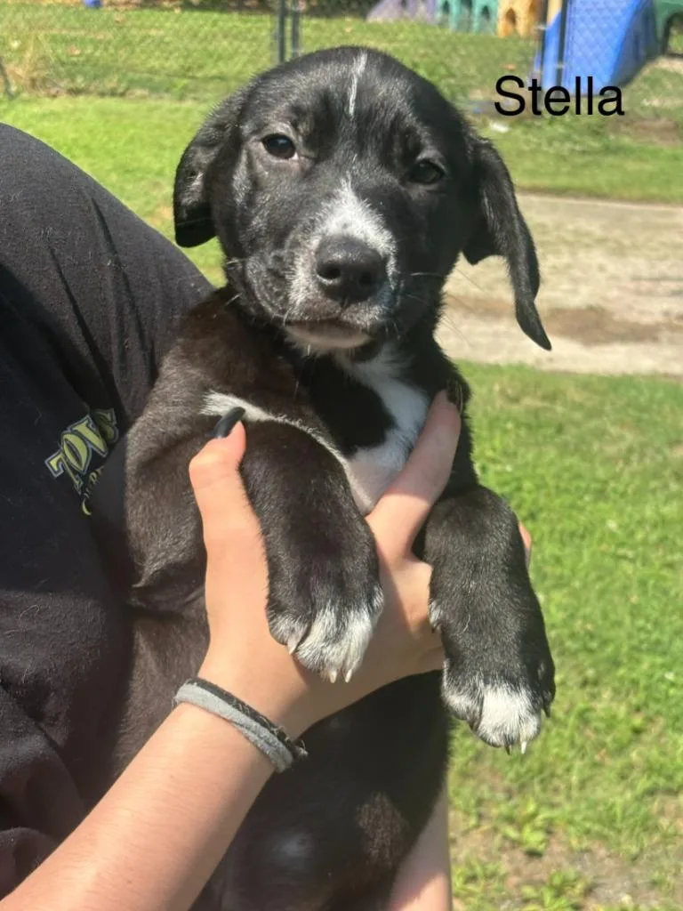 A baby large-sized female Labrador Retriever dog named Stella III for adoption in Cambridge, MD