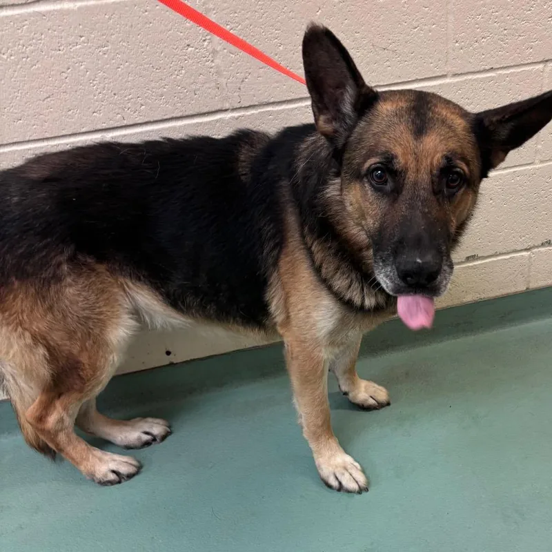 A senior large-sized male Black Mixed Breed dog named Lenny for adoption in Memphis, TN