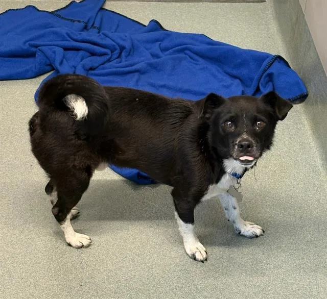 An adult small-sized male Cairn Terrier dog named Pinto for adoption in Baytown, TX