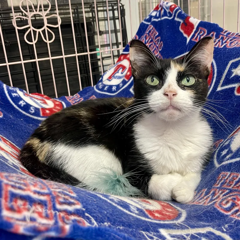An adult medium-sized female Tortoiseshell Domestic Short Hair cat named Tortellini for adoption in Plano, TX