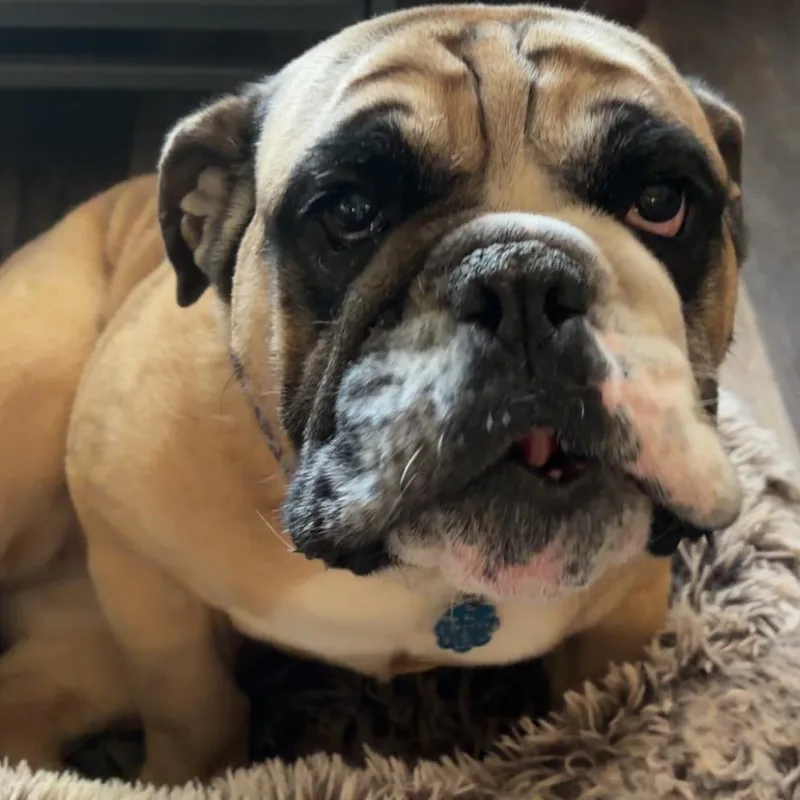 An adult large-sized female Yellow / Tan / Blond / Fawn English Bulldog dog named Tabitha for adoption in Hinsdale, IL