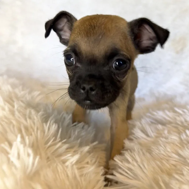 A baby small-sized male Pug dog named Saffron for adoption in Chico, CA