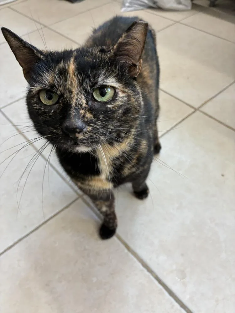 A senior small-sized female Domestic Short Hair cat named Tiny Taco for adoption in Randolph, MA