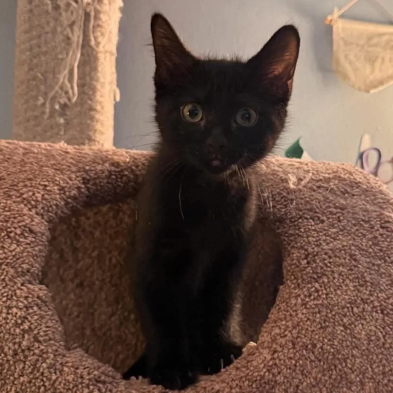 A baby small-sized female Black Domestic Short Hair cat named Luckadoo for adoption in Wichita, KS