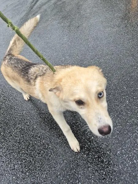 A baby small-sized female Siberian Husky dog named Pen  Tarot for adoption in Lawrenceville, GA