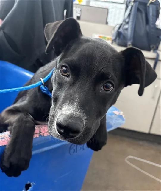 A baby small-sized female Mixed Breed dog named Viola for adoption in Dallas, TX