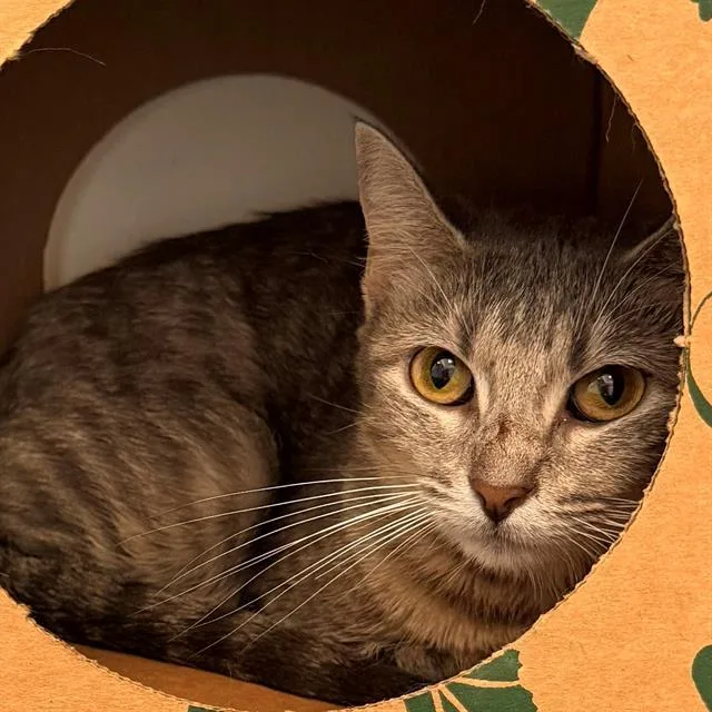 A young small-sized female Domestic Short Hair cat named Lulu for adoption in Indianapolis, IN