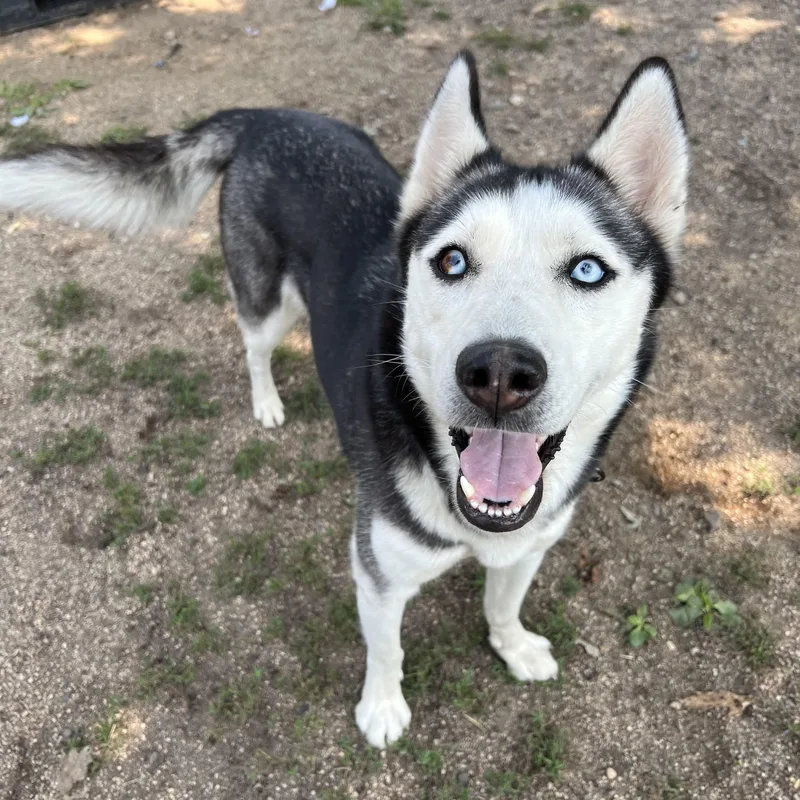 Xena