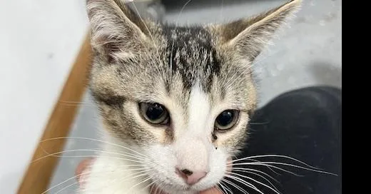 A baby small-sized male Domestic Short Hair cat named Chester for adoption in Anoka, MN