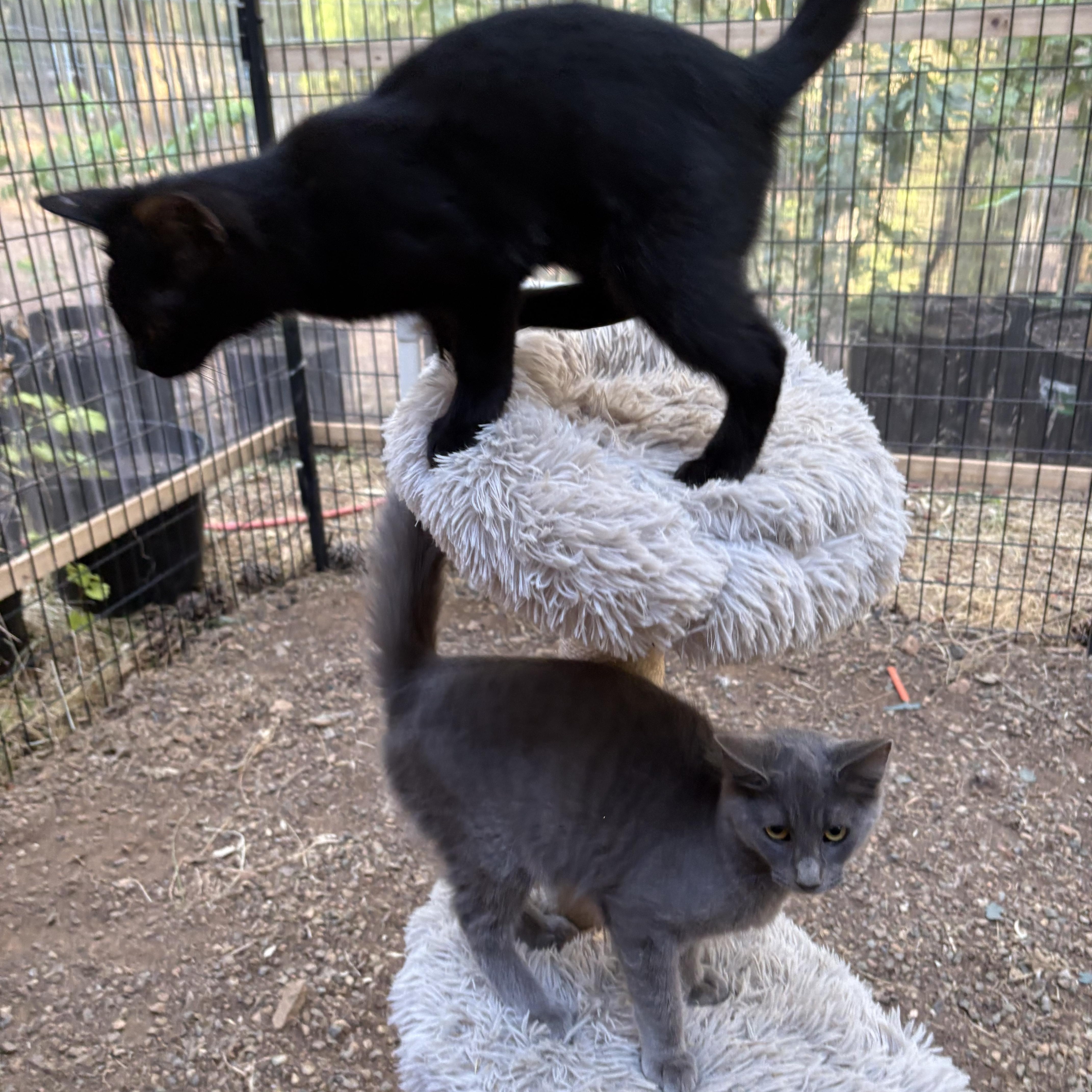 Tom&Jerry thumbnail 2